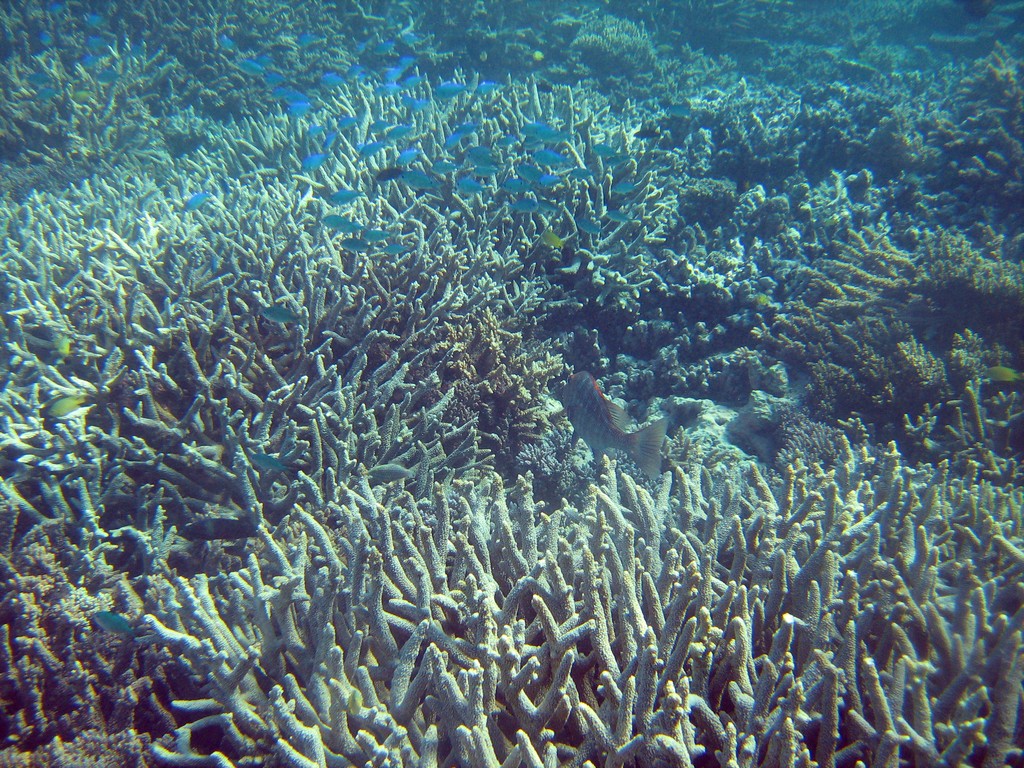 Reef & Marine Life